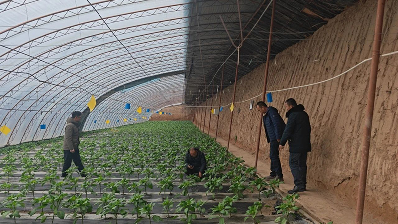 大棚無(wú)紡布